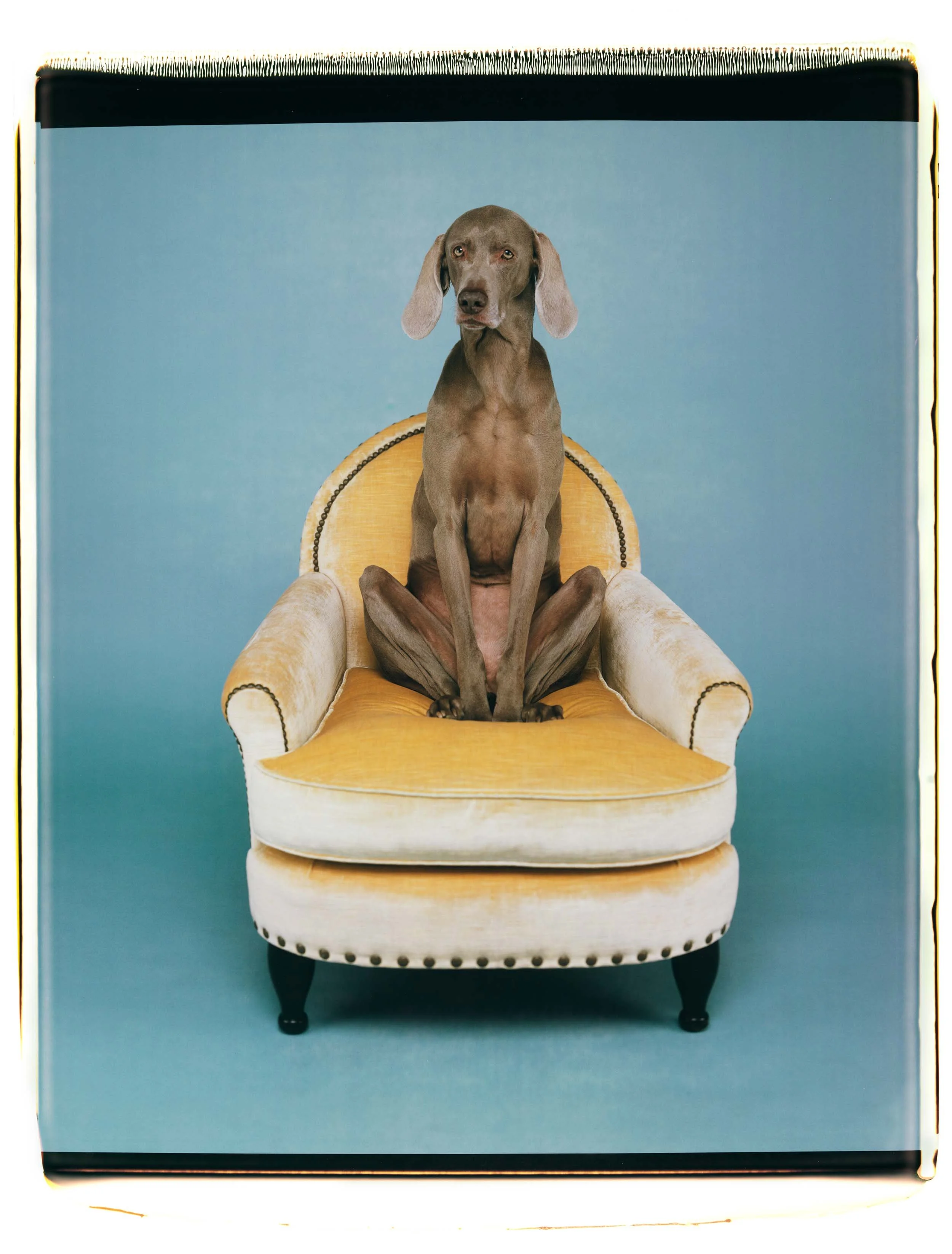 William Wegman: Favorite Models | Sperone Westwater — Musée Magazine